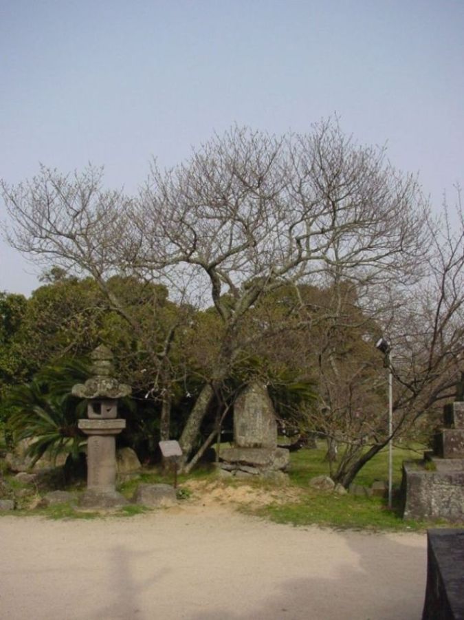 ＜志都岐山神社のミドリヨシノ＞画像