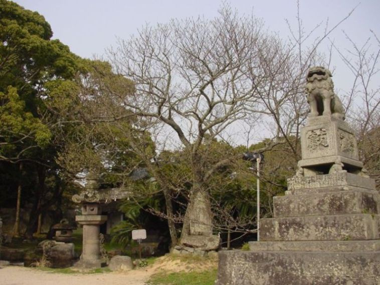 志都岐山神社のミドリヨシノ 関連画像003