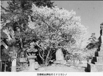 志都岐山神社のミドリヨシノ 関連画像005