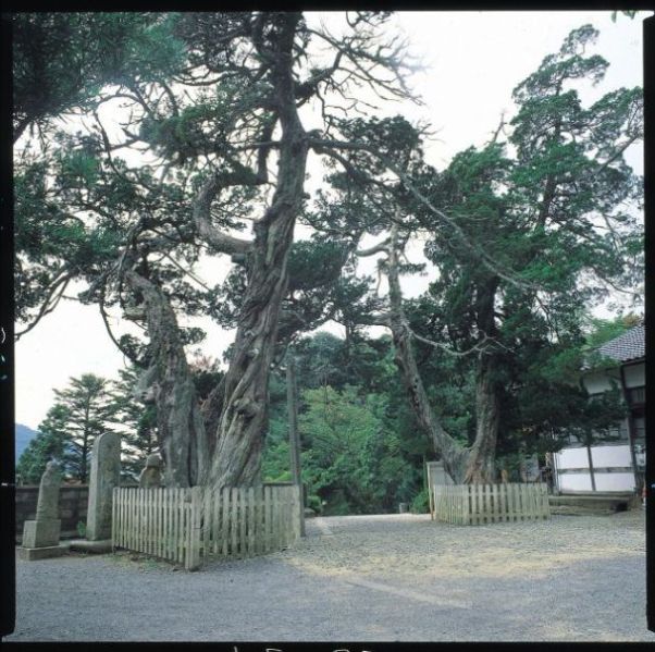 ＜大覚寺のビャクシン巨樹＞画像