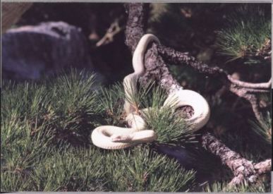 岩国のシロヘビ 関連画像001
