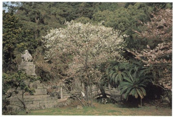 志都岐山神社のミドリヨシノ 関連画像001