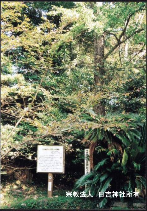 ＜日吉神社のオガタマノキ巨樹群＞画像
