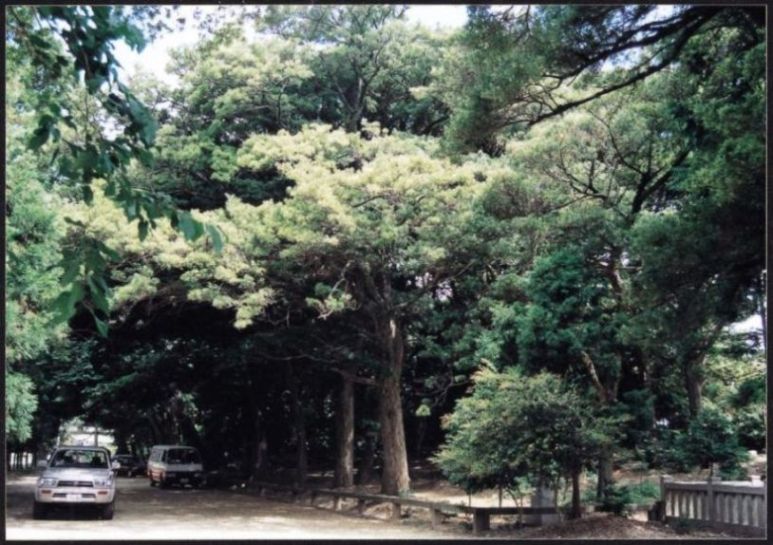 ＜阿川八幡宮のイヌマキ巨樹群＞画像