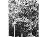 ＜日吉神社のオガタマノキ巨樹群＞関連画像003（オリジナル画像表示リンク）