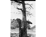 ＜阿川八幡宮のイヌマキ巨樹群＞関連画像007（オリジナル画像表示リンク）