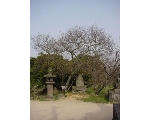 ＜志都岐山神社のミドリヨシノ＞関連画像002（オリジナル画像表示リンク）