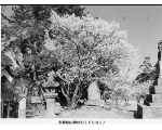 ＜志都岐山神社のミドリヨシノ＞関連画像005（オリジナル画像表示リンク）