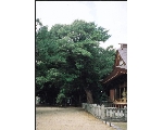 ＜阿川八幡宮のイヌマキ巨樹群＞関連画像001（オリジナル画像表示リンク）