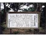 ＜阿川八幡宮のイヌマキ巨樹群＞関連画像003（オリジナル画像表示リンク）