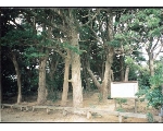 ＜阿川八幡宮のイヌマキ巨樹群＞関連画像004（オリジナル画像表示リンク）